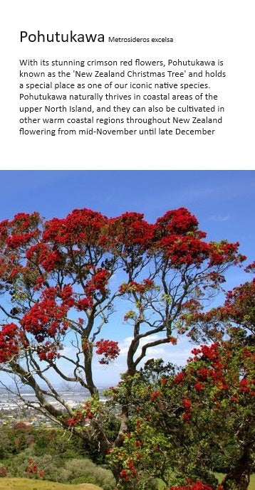 Pohutukawa Honey